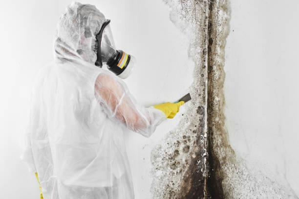 Best Residential Mold Removal  in Johnston City, IL
