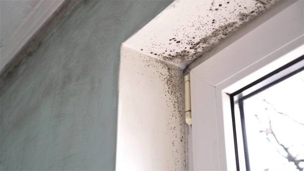 Crawl Space Mold Removal in Johnston City, IL