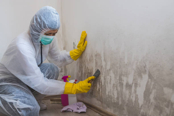 Best Fast Mold Removal  in Johnston City, IL
