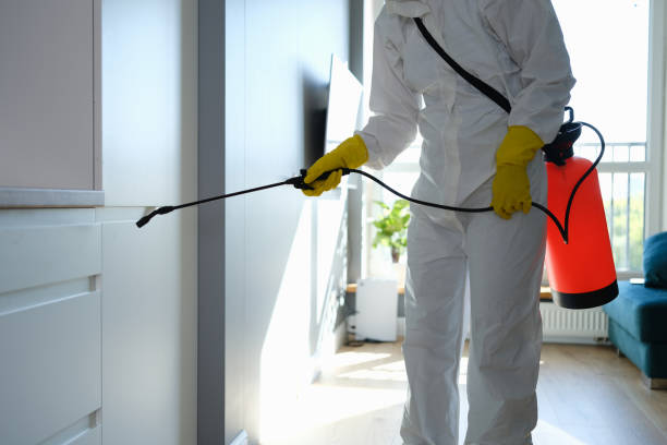 Best Home Mold Removal  in Johnston City, IL