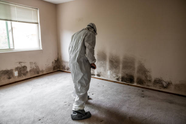 Best Same-Day Mold Removal  in Johnston City, IL