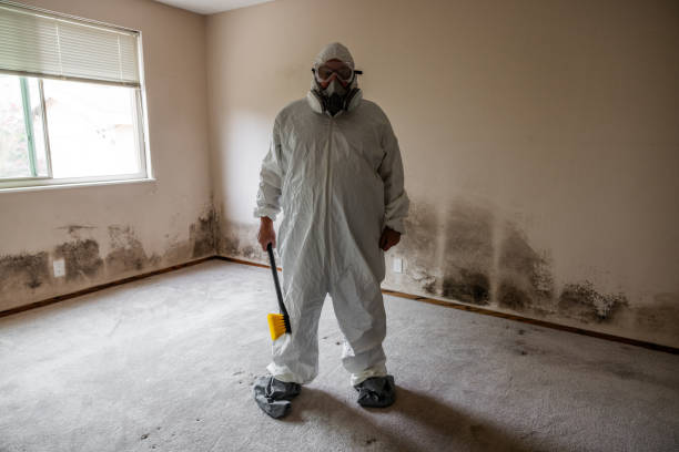 Best Local Mold Removal Service  in Johnston City, IL