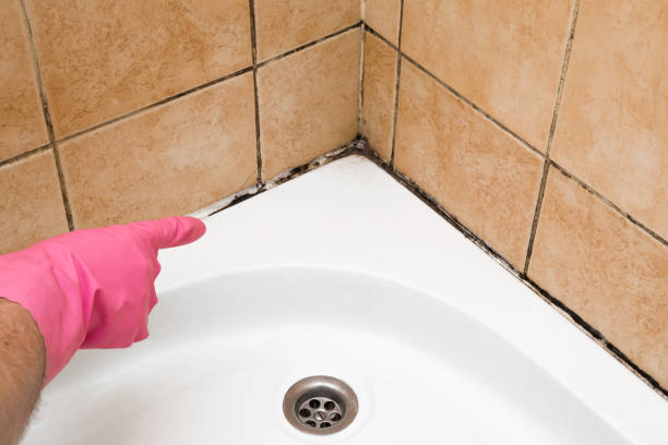 Mold Removal Process in Johnston City, IL