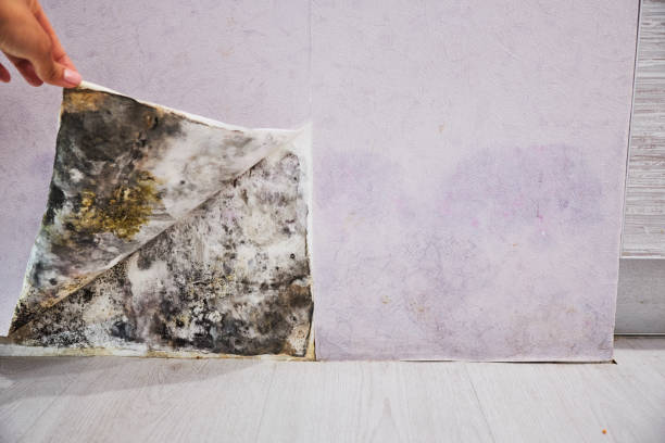 Best Mold Testing and Removal  in Johnston City, IL